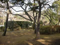 日本庭園5